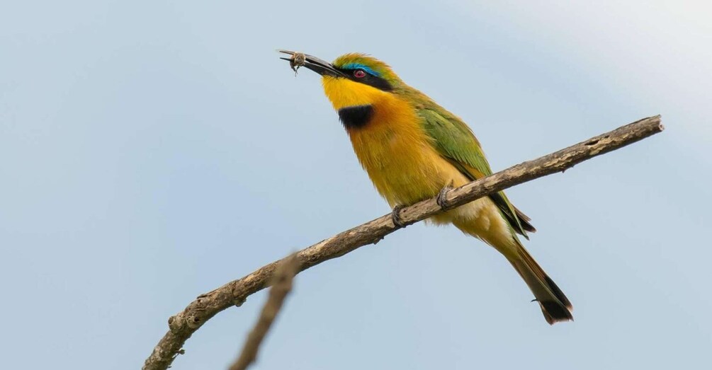 A bird perched on a branch. 4