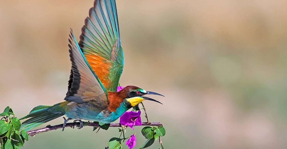 A bird in flight with a yellow throat patch, perched on a branch with green leaves and purple flowers. 1