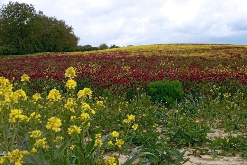 A field of yellow and red flowers with a hill in the background. 2