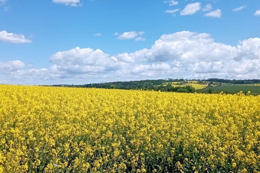A field of yellow flowers under a blue sky with clouds. 4