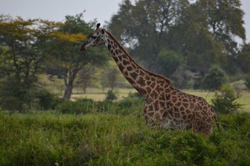 2-Day Nyerere Safari from Dar es Salaam 5