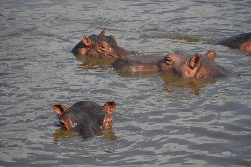 2-Day Nyerere Safari from Dar es Salaam 4