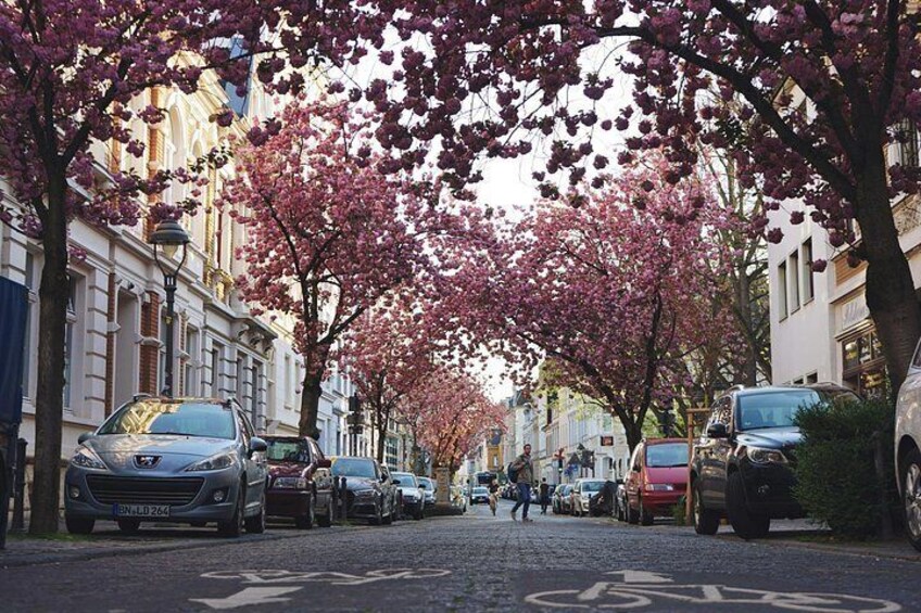 A street lined with parked cars and cherry blossom trees. 4