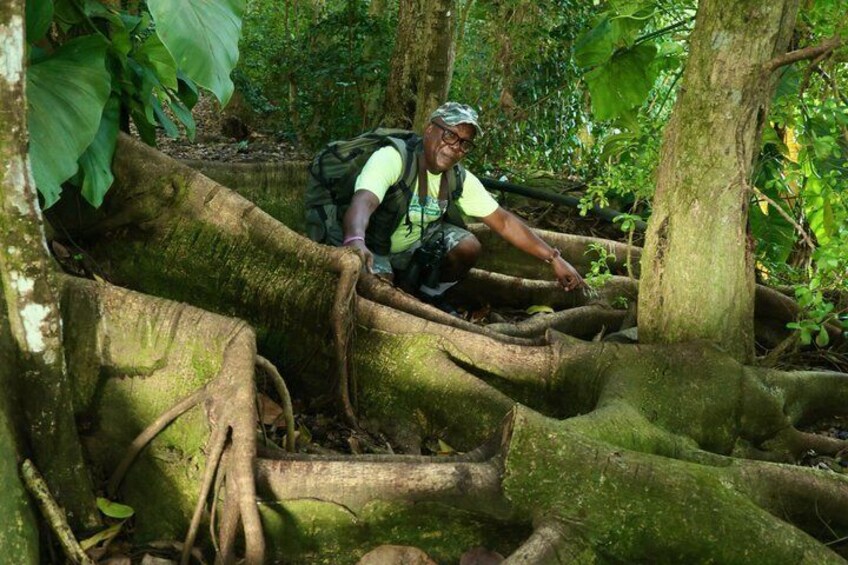A person navigating a dense forest with large tree roots. 3