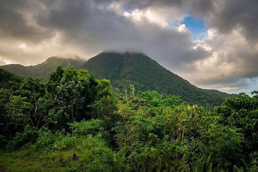 A lush green landscape with dense foliage in the foreground and a mountain in the background under a cloudy sky. 1