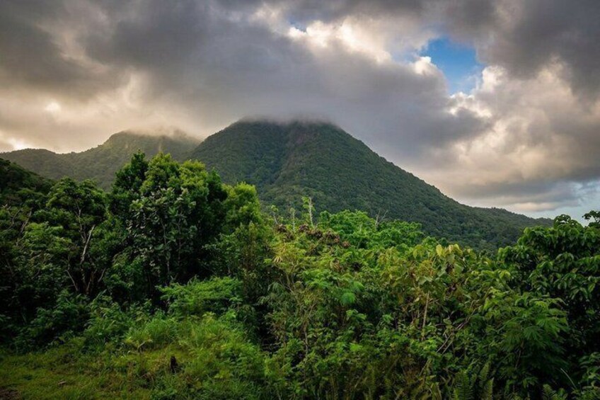A lush green landscape with dense foliage and a mountain in the background under a cloudy sky. 1