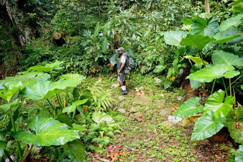 A person hiking through a dense forest with large green leaves and ferns. 2