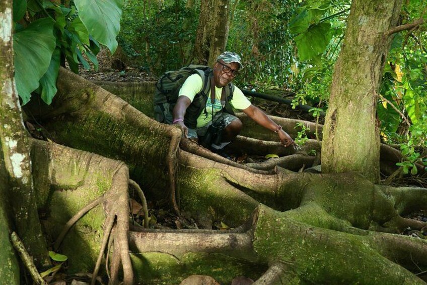 A person navigating a dense forest with large tree roots. 3