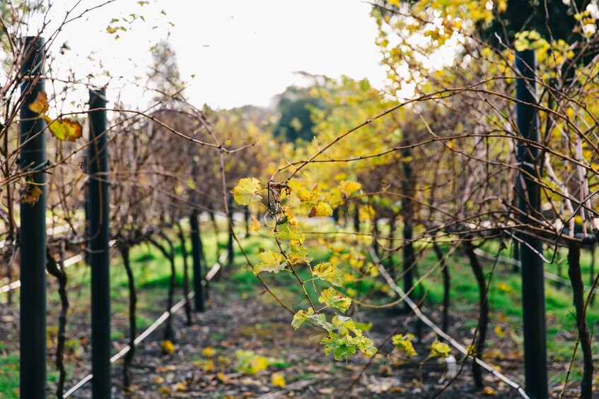 A vineyard with rows of grapevines and yellowing leaves. 5