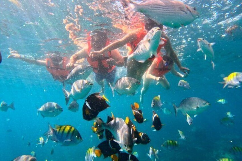 People snorkeling underwater with various fish species. 1