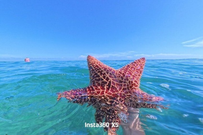 A starfish in clear blue water with a boat in the distance. 1