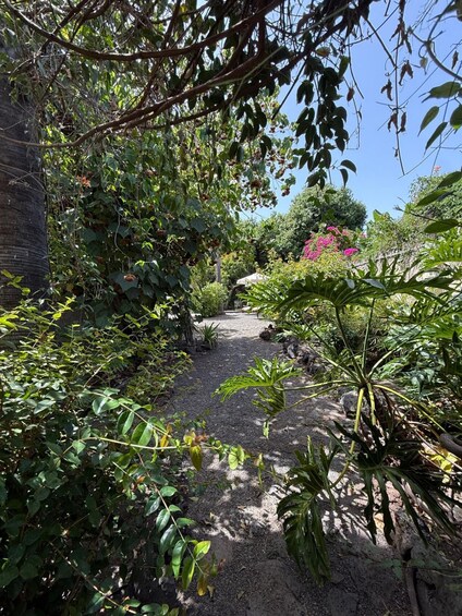 Picture 6 for Activity La Palma: Argual Sugar Mill and Casa Poggio Maldonado Tour 4
