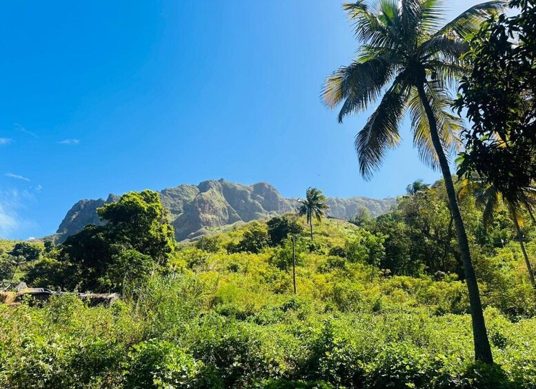 A lush green landscape with a prominent mountain in the background and a palm tree in the foreground. 1