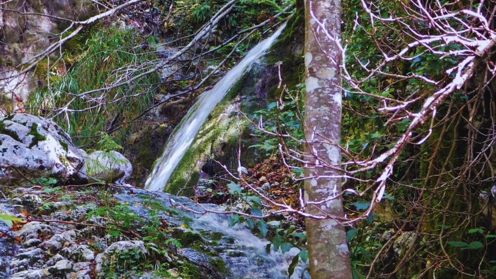 A waterfall in a forested area with rocks and moss. 2