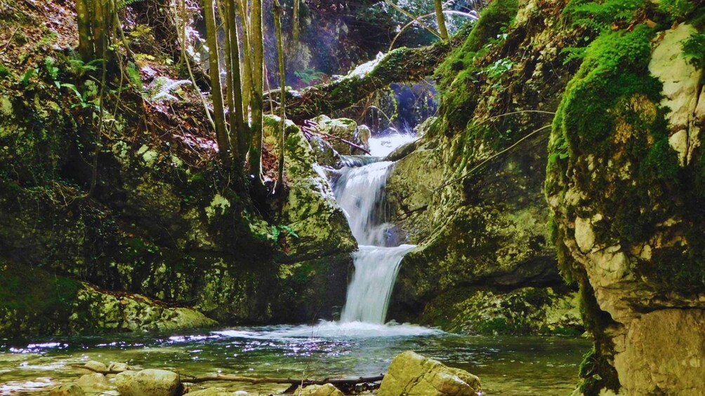A waterfall in a forested area with moss-covered rocks and ferns. 3