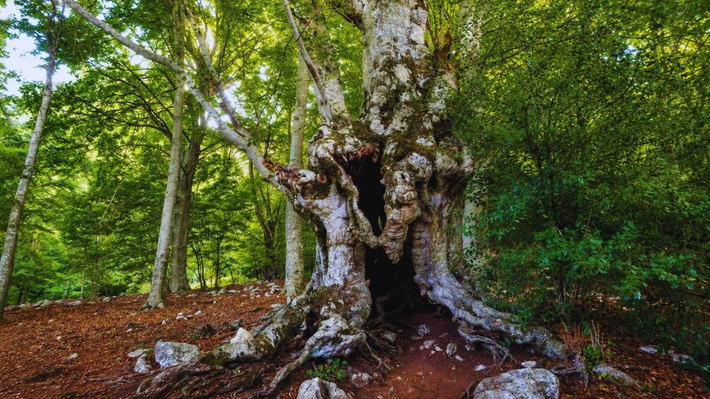 A large tree with a hollow trunk surrounded by a dense forest. 4