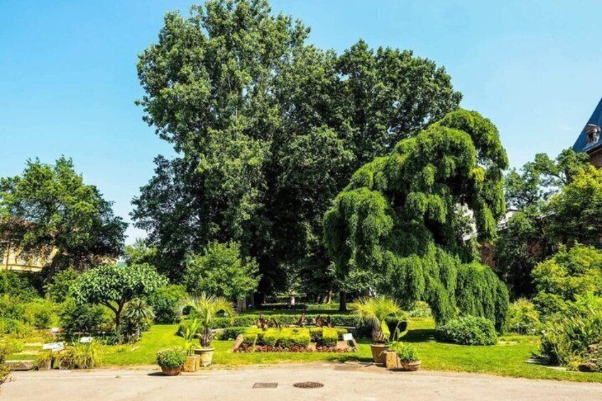 A well-maintained garden with a variety of trees and shrubs, a clear sky, and a paved walkway. 5