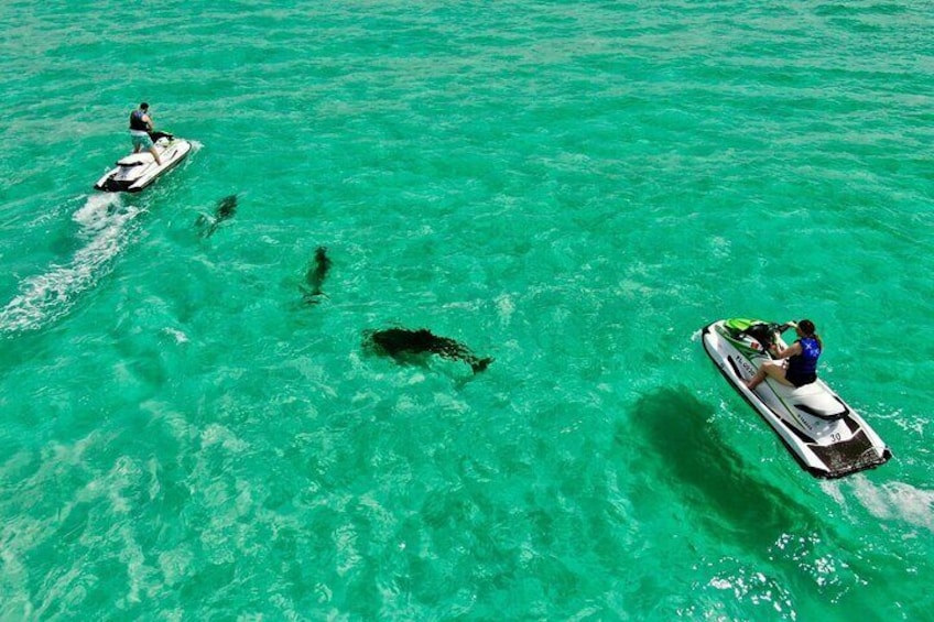 A person jet-skiing on turquoise water with sharks visible. 1