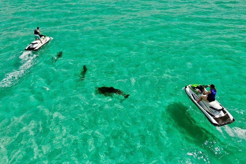 A person jet-skiing on turquoise water with sharks swimming nearby. 1