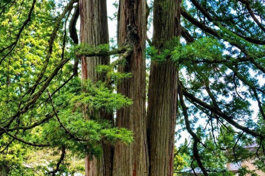 Tall trees with green foliage and a clear sky. 3