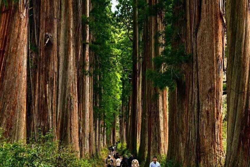 A forest of tall, ancient trees with a group of people observing the scenery. 1