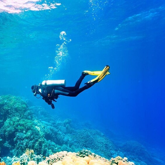 A diver in black gear with yellow fins swimming underwater. 5