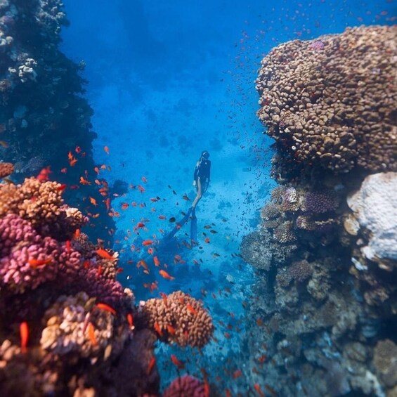 A diver surrounded by vibrant coral reefs and schools of fish. 3