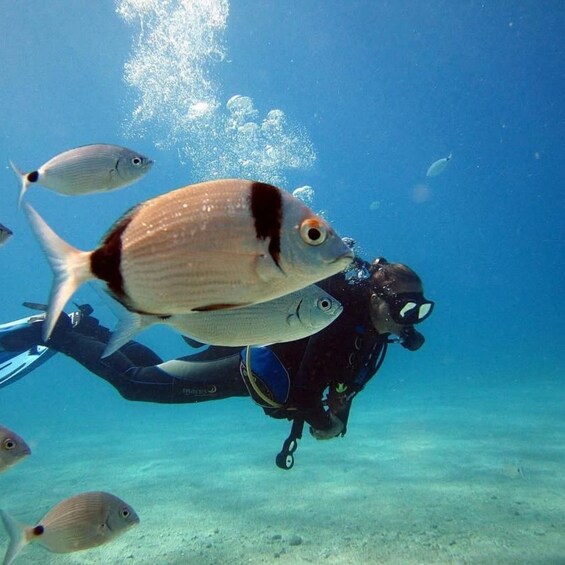 A diver with a scuba mask and fins swimming with fish in clear blue water. 1