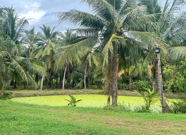 A tropical landscape with palm trees, a green pond, and a wooden post with a device. 4
