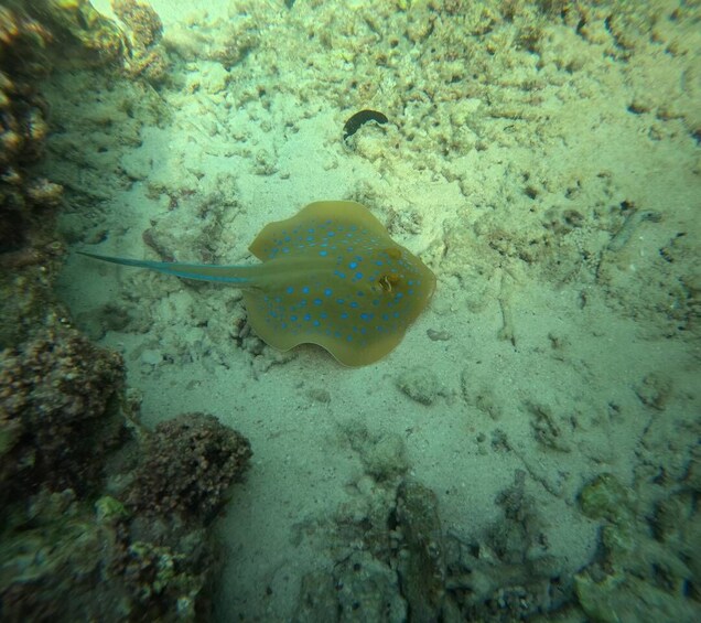 A stingray with blue spots on a sandy seabed with coral formations. 2