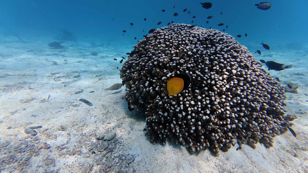 A large, round coral formation with a prominent yellow eye-like feature surrounded by numerous smaller corals. 4