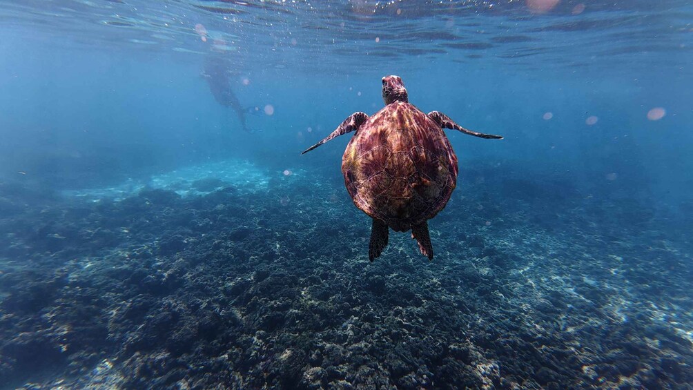 A sea turtle swimming underwater. 1