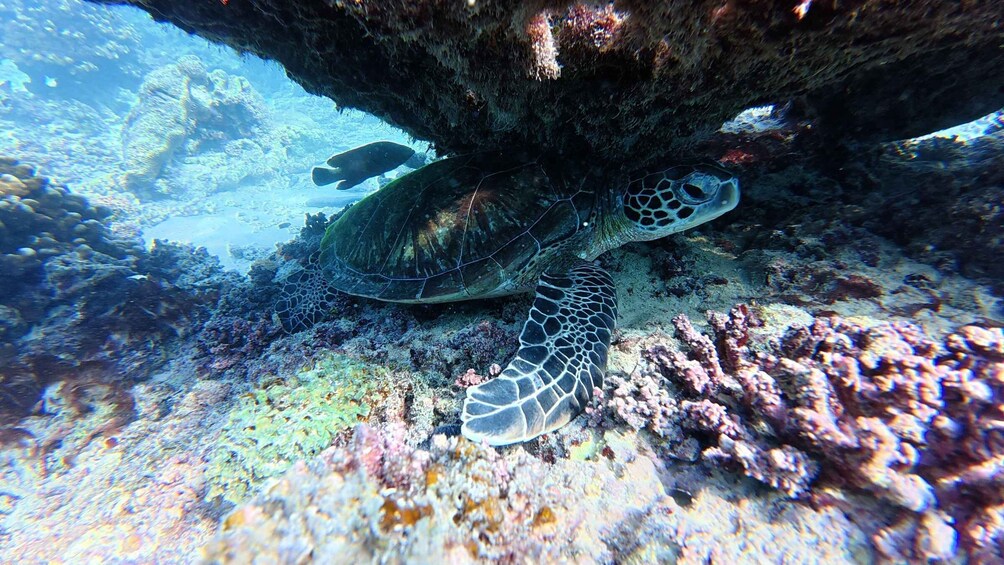 A sea turtle resting on a coral reef under a rock formation. 3