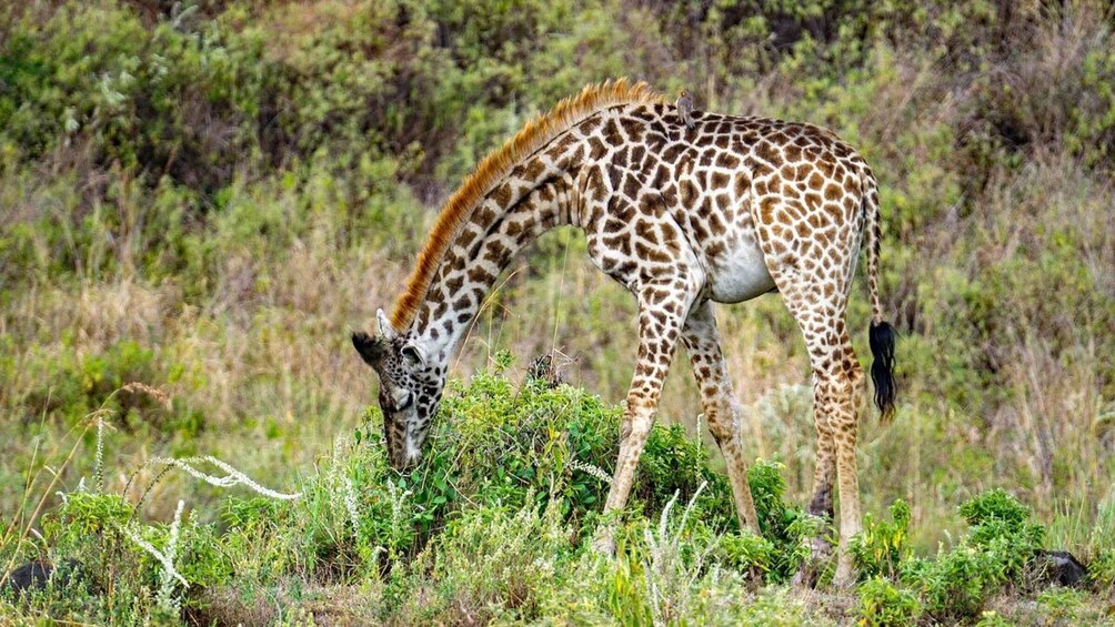 Een giraffe graast in een grasveld met dichte struikgewas op de achtergrond. 4