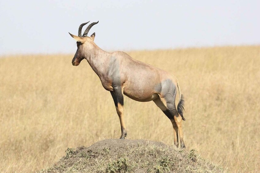 Een eenzame antilope staat op een rots in een grasveld. 1