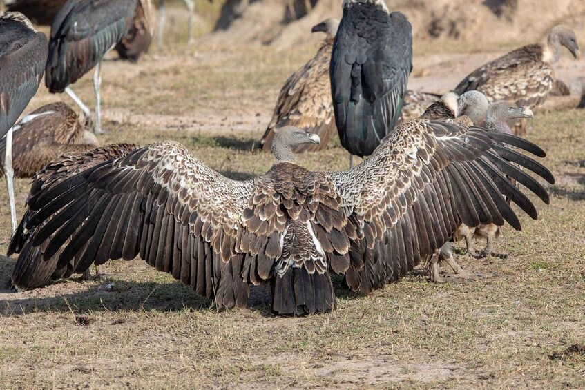 Een groep grote vogels met gespreide vleugels op een droog grasland. 2