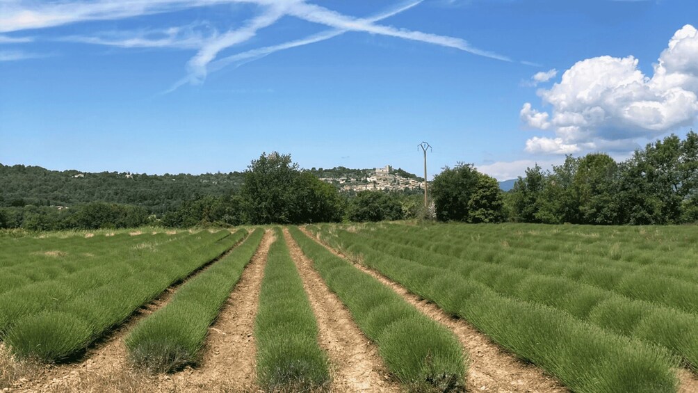 A field with rows of crops under a clear sky. 2