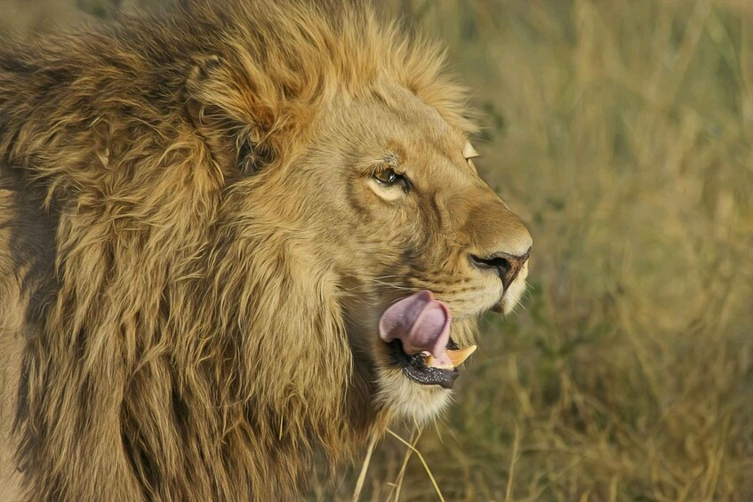 A lion with a full mane, set against a grassy background. 5