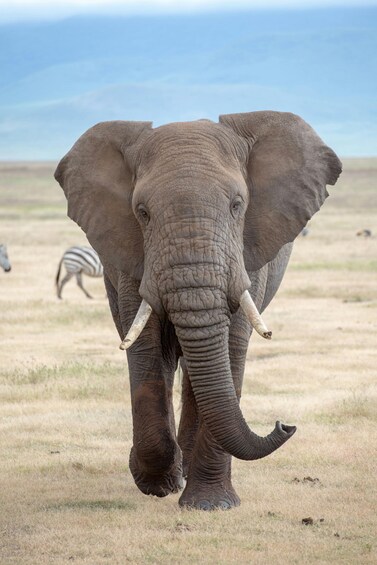 An elephant with tusks walking in a grassy field with zebras in the background. 2