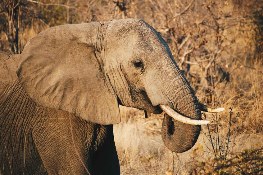 An elephant with tusks in a dry, grassy environment. 3