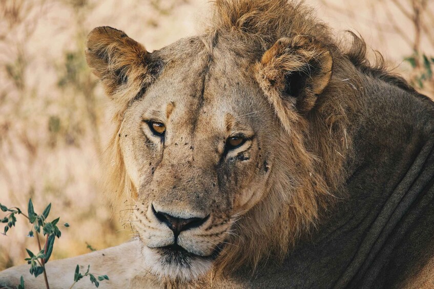 A lion with a sandy-colored mane, resting on a rock with sparse vegetation in the background. 4