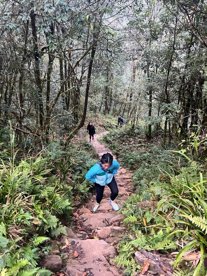 A person hiking on a rocky trail surrounded by dense forest. 4