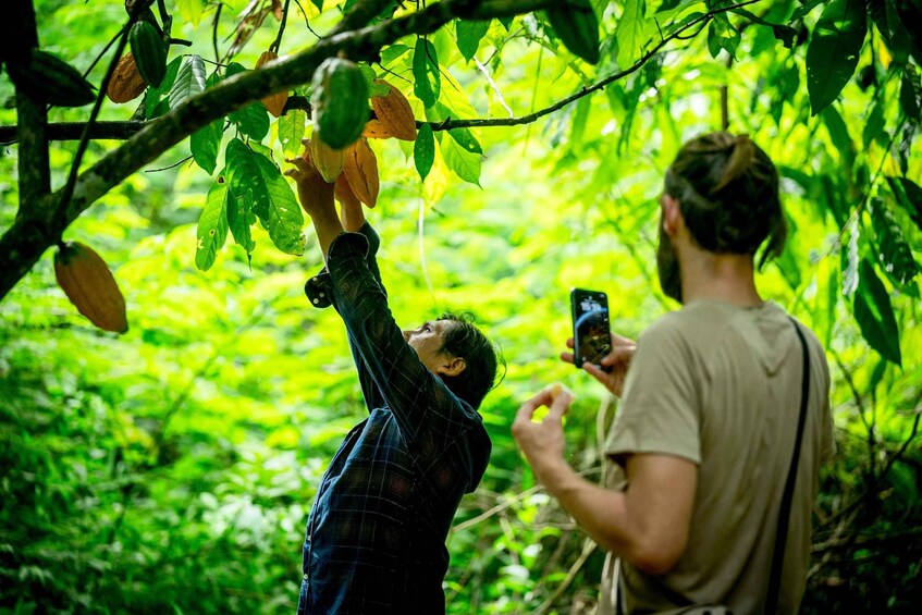 A person reaching for cocoa pods in a lush green forest. 4
