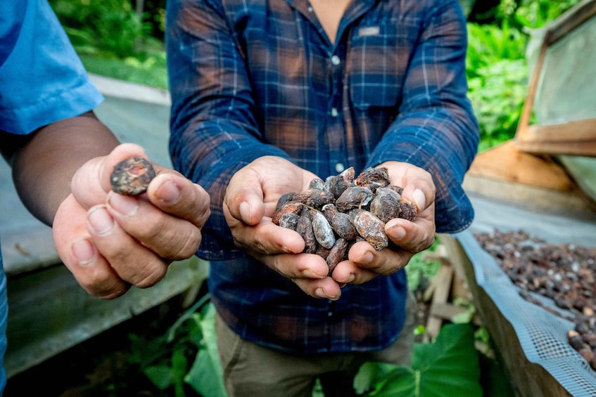 Two hands holding cocoa beans. 5