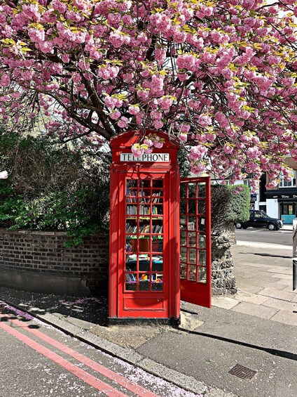 A red British telephone booth with bookshelves, surrounded by cherry blossoms. 3