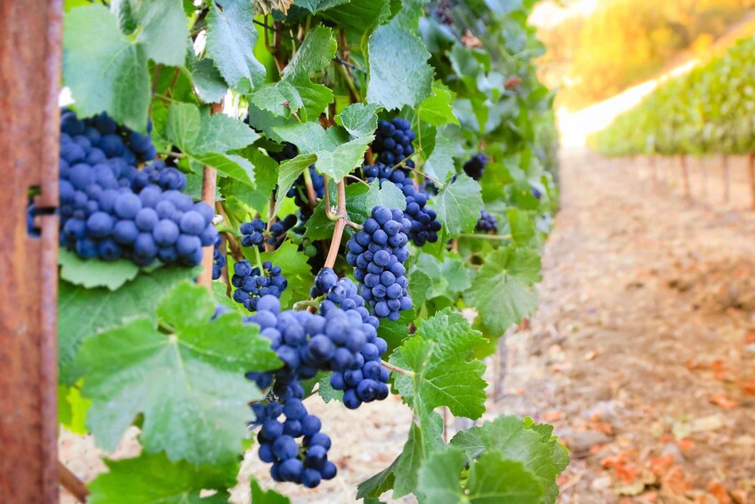 Grapevines with clusters of dark grapes. 4