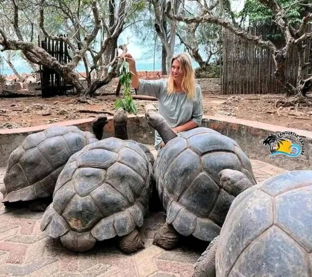 A person with three tortoises in a zoo enclosure. 4