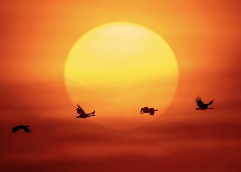 A sunset with a large sun and silhouettes of birds flying. 1