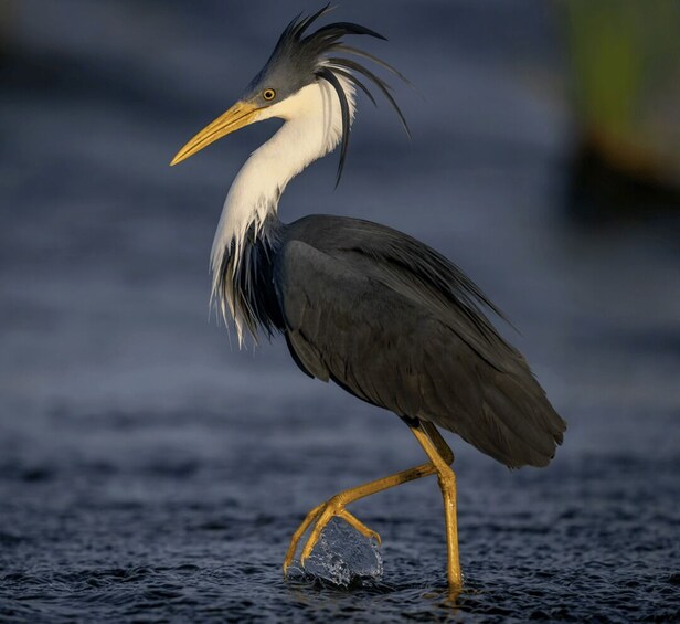 A heron standing in water with a rocky background. 2