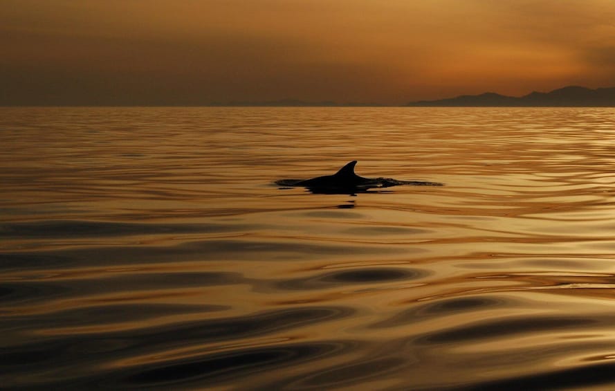 A dolphin swimming in calm waters during sunset. 1